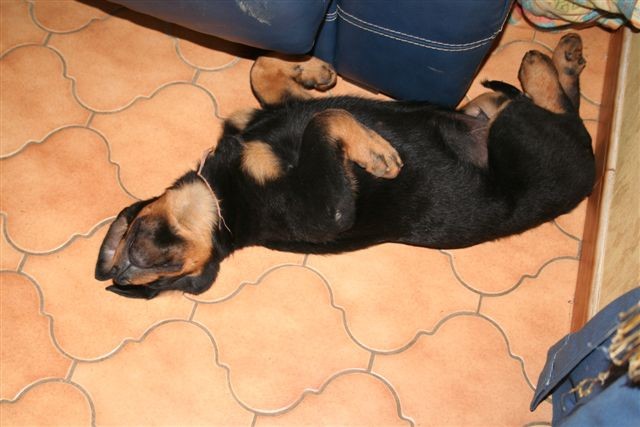 Boomer - foto