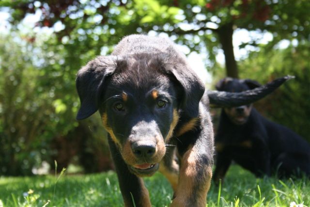 Boomer - foto povečava