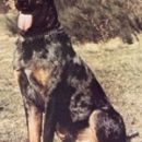 beauceron