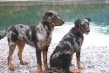 Beauceron - foto povečava