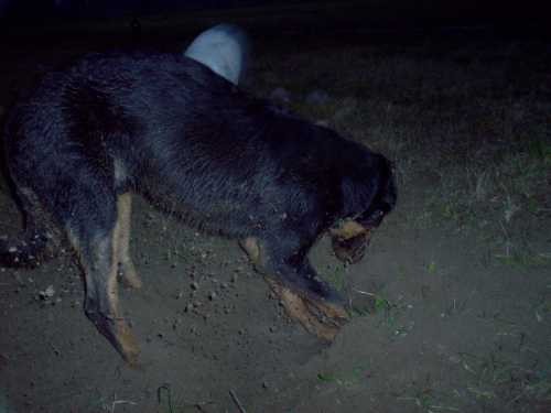 Bum tena amali - foto povečava