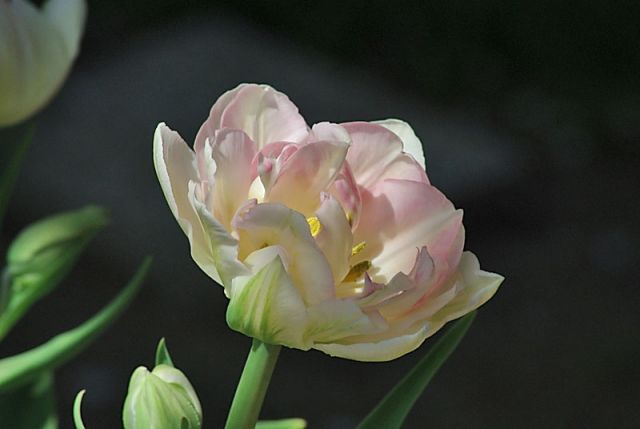 Tulipan roza