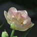 tulipan roza