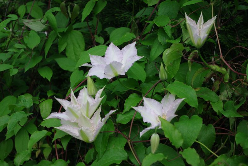 srobot beli - orvi cvetovi