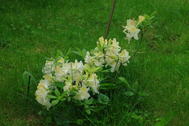 Rododendron - foto