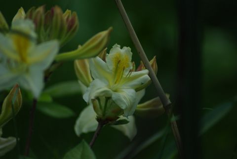 Rododendron - foto