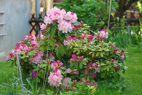 Rododendron - foto