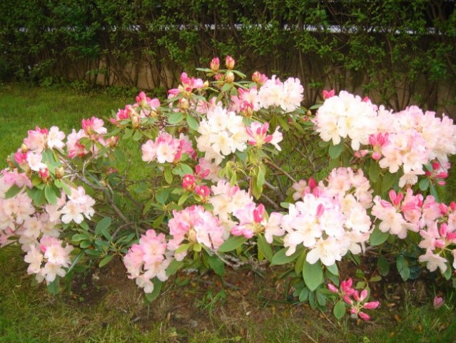 Rože - zunanje - foto
