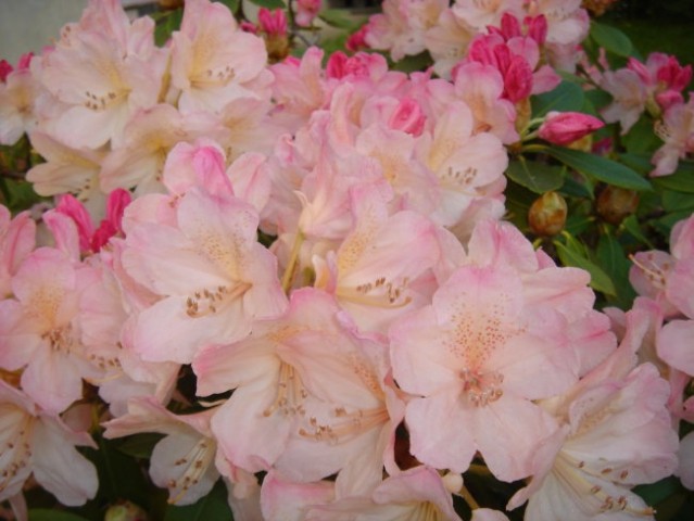 Rože - zunanje - foto