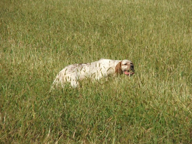 Tekma ptičarji Coseano 2008 - foto povečava