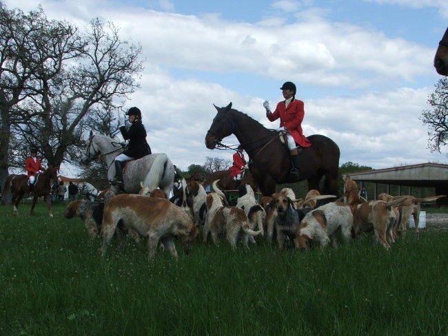 Chasse a courre-Lipica - foto povečava