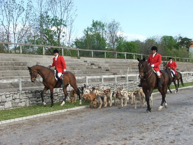 Chasse a courre-Lipica - foto povečava