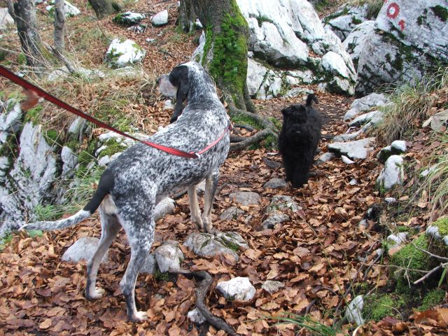 Kerry blue terrier- Taja - foto