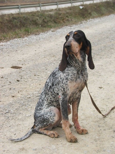 Petit bleu - foto povečava