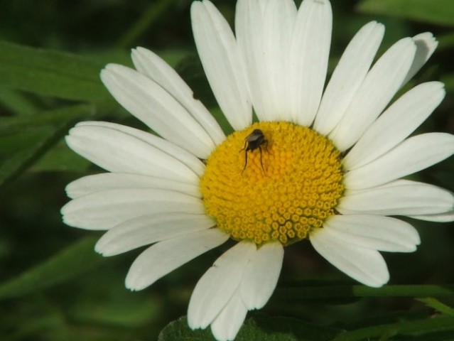 žuželke - foto