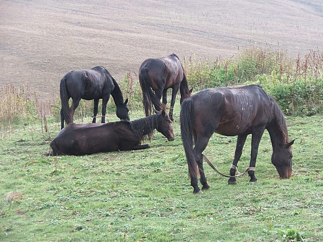 Kavkaz na konjih - foto povečava