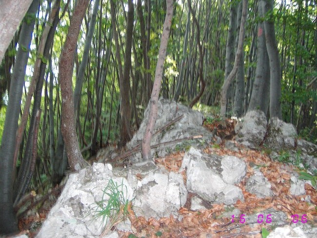 Paški kozjak 22.6.2006 - foto povečava