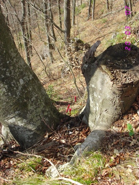 Pot štirih slapov - foto povečava