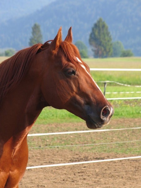 TABAS COUNTRY
Plemenski žrebec pasme Quarter horse