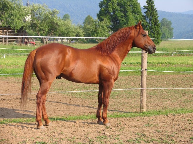 TABAS COUNTRY
Plemenski žrebec pasme Quarter horse