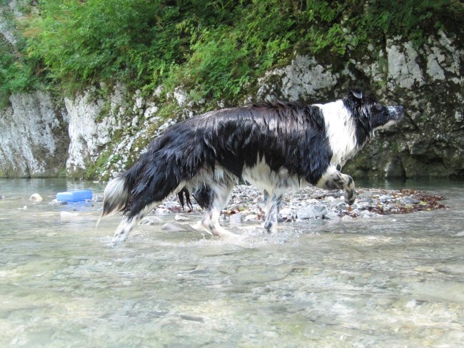 Robidišče 2006 - foto povečava