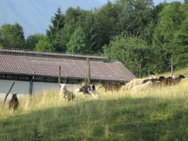 Robidišče 2006 - foto