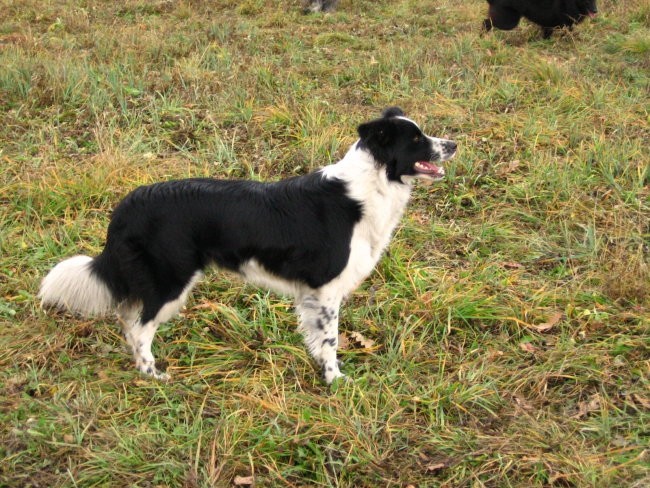 Agility sprehod - foto povečava