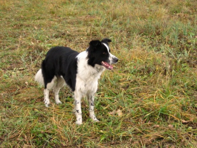 Agility sprehod - foto