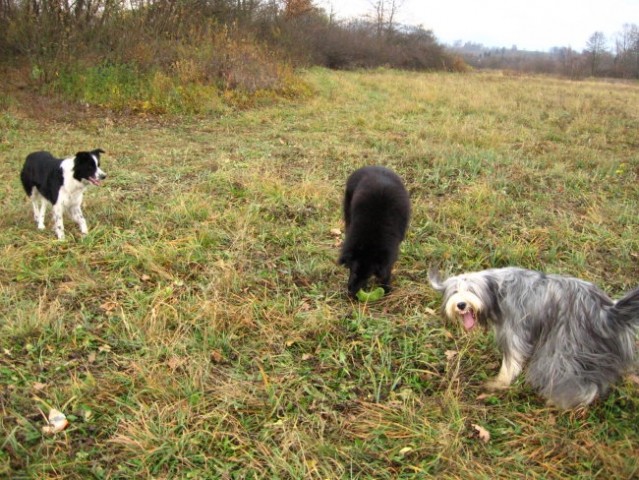 Agility sprehod - foto