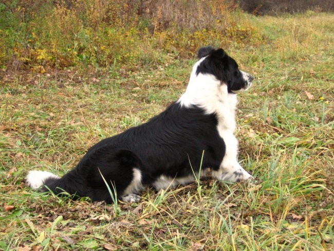 Agility sprehod - foto povečava