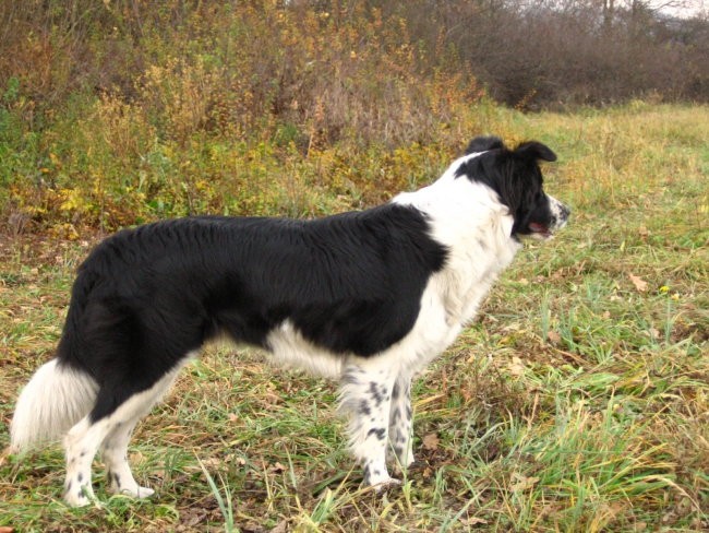 Agility sprehod - foto povečava