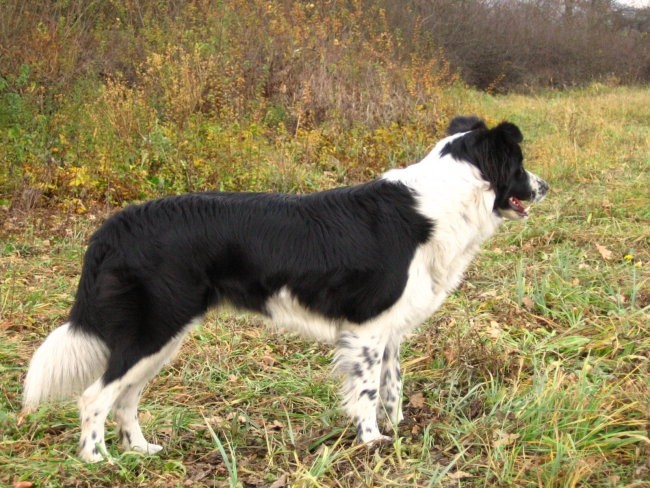 Agility sprehod - foto povečava