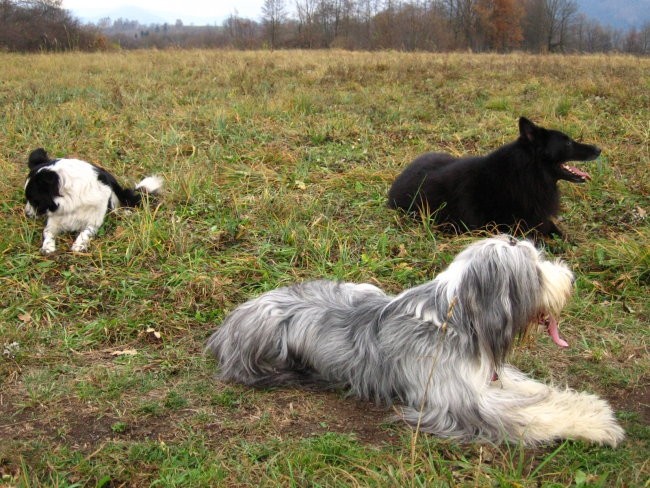 Agility sprehod - foto povečava