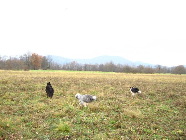 Agility sprehod - foto povečava