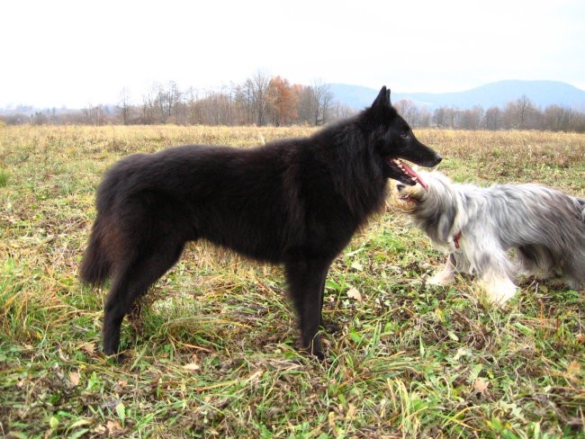 Agility sprehod - foto povečava