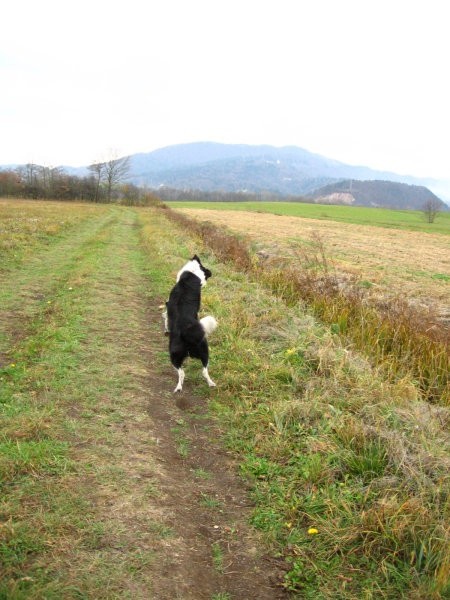 Agility sprehod - foto