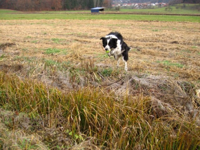 Agility sprehod - foto