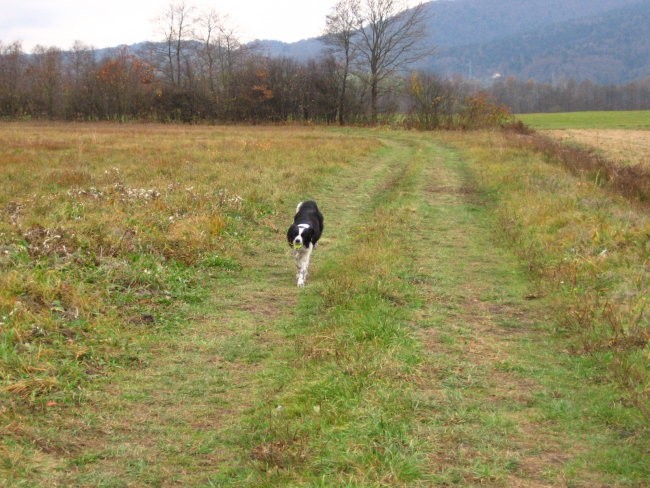 Agility sprehod - foto povečava