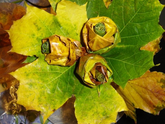 Pa še ene vrtnice iz javorjevih listov.