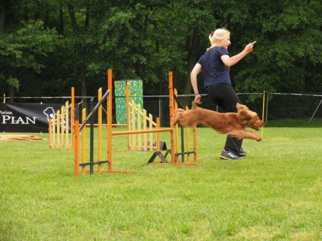 Agility - foto