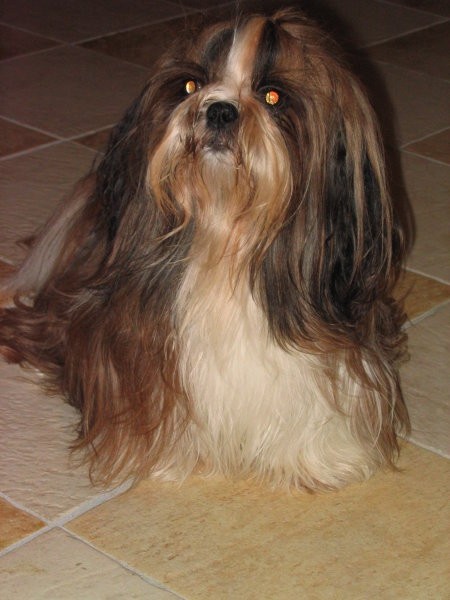 Pipi