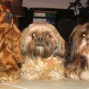 Miša, Tashi & Pipi