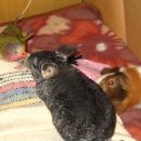 Koki, Fancy & Pujs