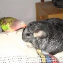 Koki & Fancy