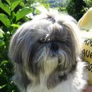 Shih-tzu Kajči (sem njegova baby siterca)