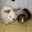 Mango & Pujs