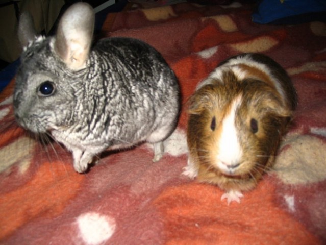 Fancy & Pujs