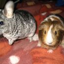 Fancy & Pujs
