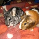 Fancy & Pujs