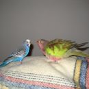 Bally & Koki
